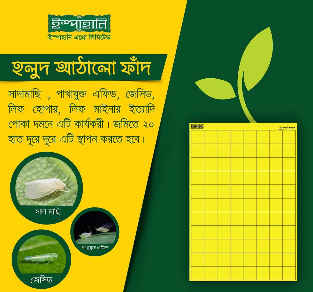 হলুদ ফাদ/কার্ড সকল প্রকার মাছি পোকা দমনে ১ পিছ - Image 7