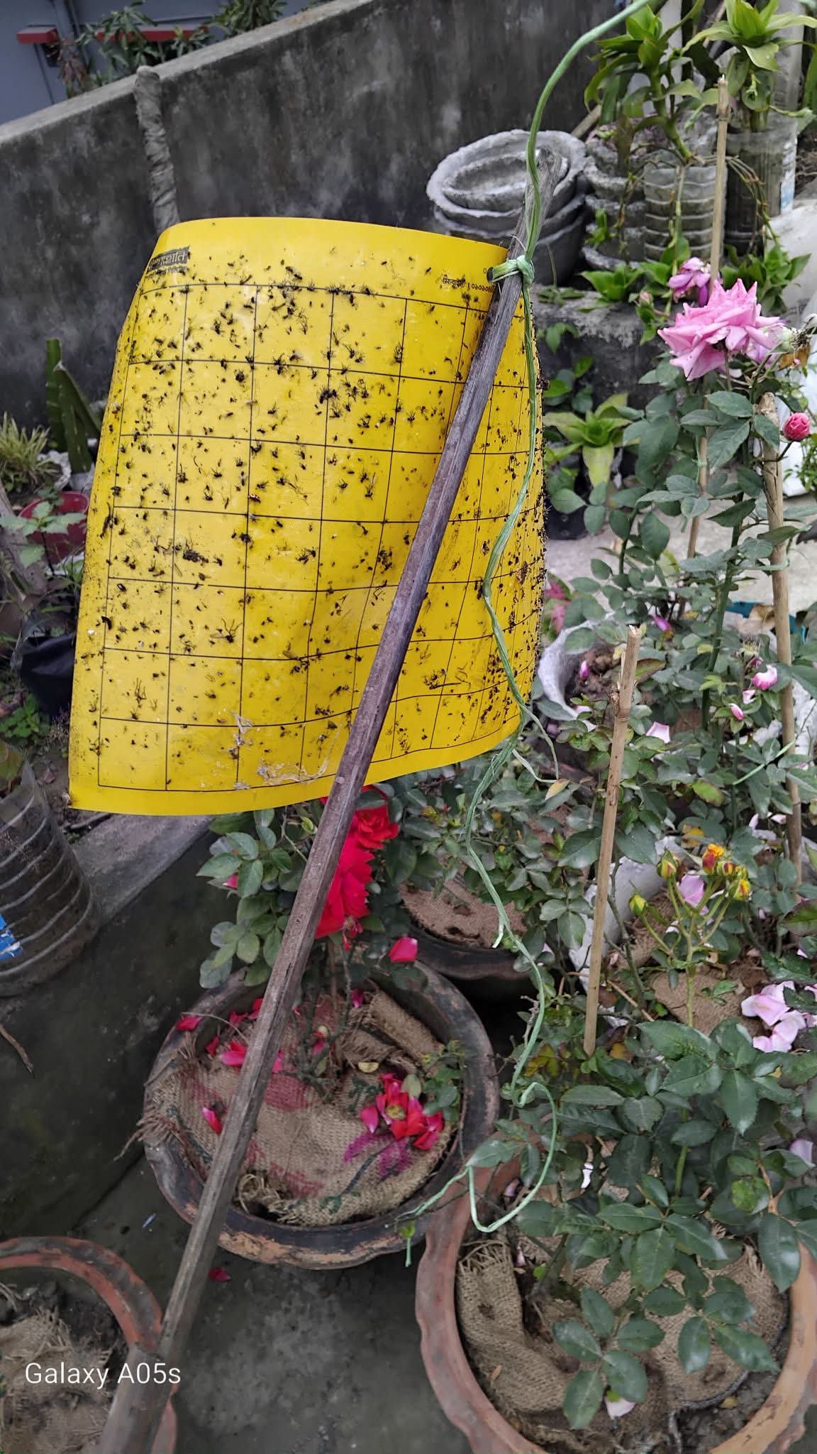 হলুদ ফাদ/কার্ড সকল প্রকার মাছি পোকা দমনে ১ পিছ - Image 8