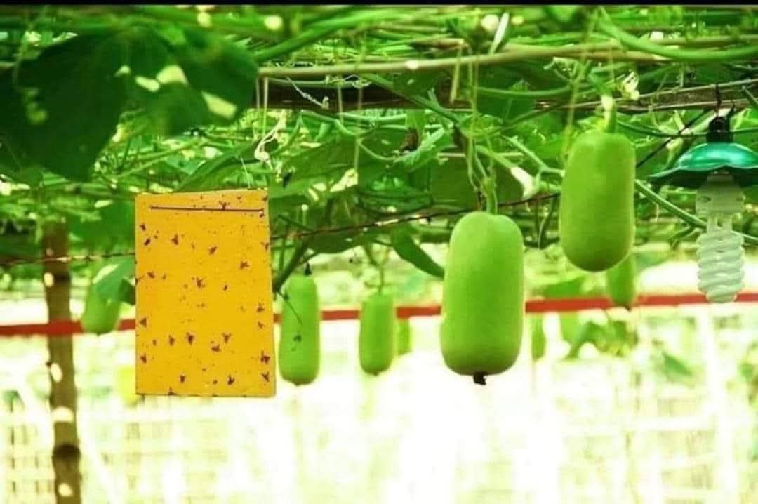 হলুদ ফাদ/কার্ড সকল প্রকার মাছি পোকা দমনে ১ পিছ - Image 6