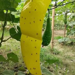 সব্জির জন্য হলুদ ফাদ/কার্ড সকল মাছি পোকা দমনে প্রতি পিছ