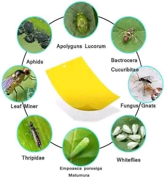 হলুদ ফাদ/কার্ড সকল প্রকার মাছি পোকা দমনে ১ পিছ - Image 3