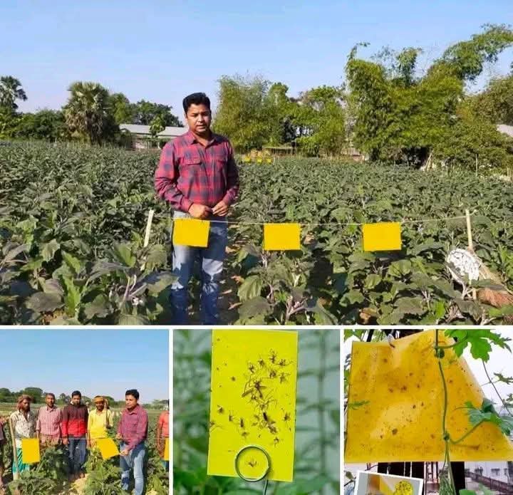 হলুদ ফাদ/কার্ড সকল প্রকার মাছি পোকা দমনে ১ পিছ - Image 2