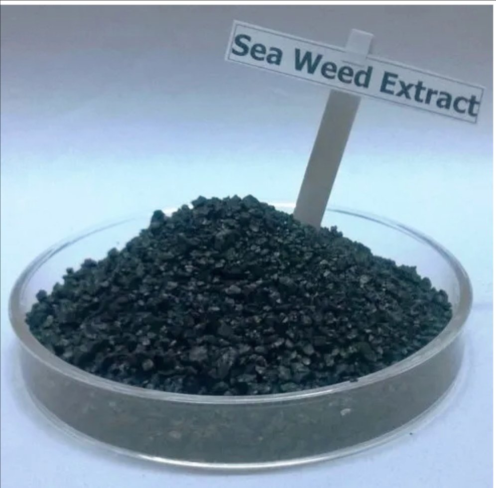 Biovita X sea weed_ 1kg - Image 2