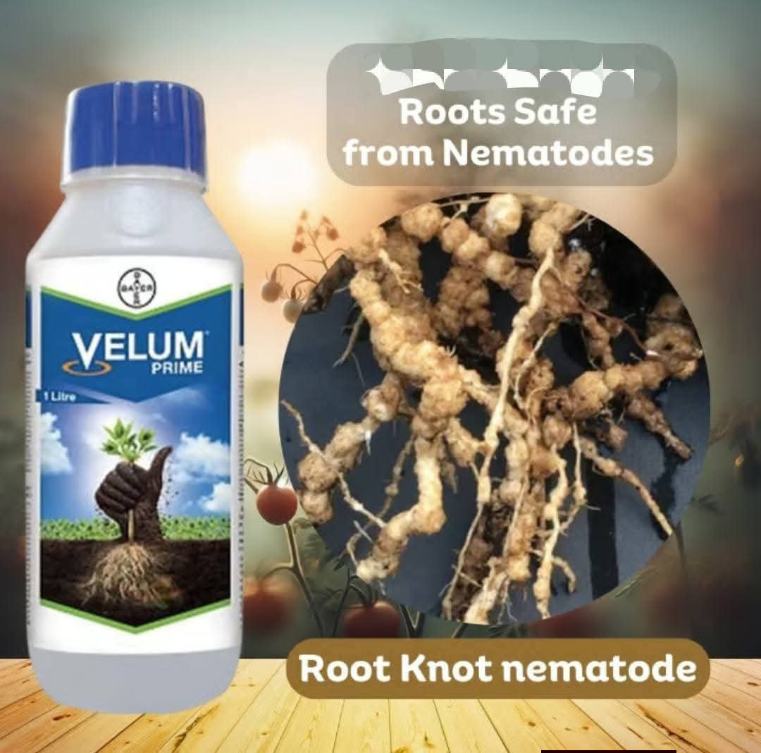 velum prime 100ml - Image 2